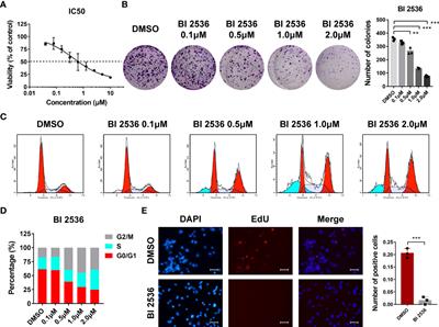 BI 2536 induces gasdermin E-dependent pyroptosis in ovarian cancer